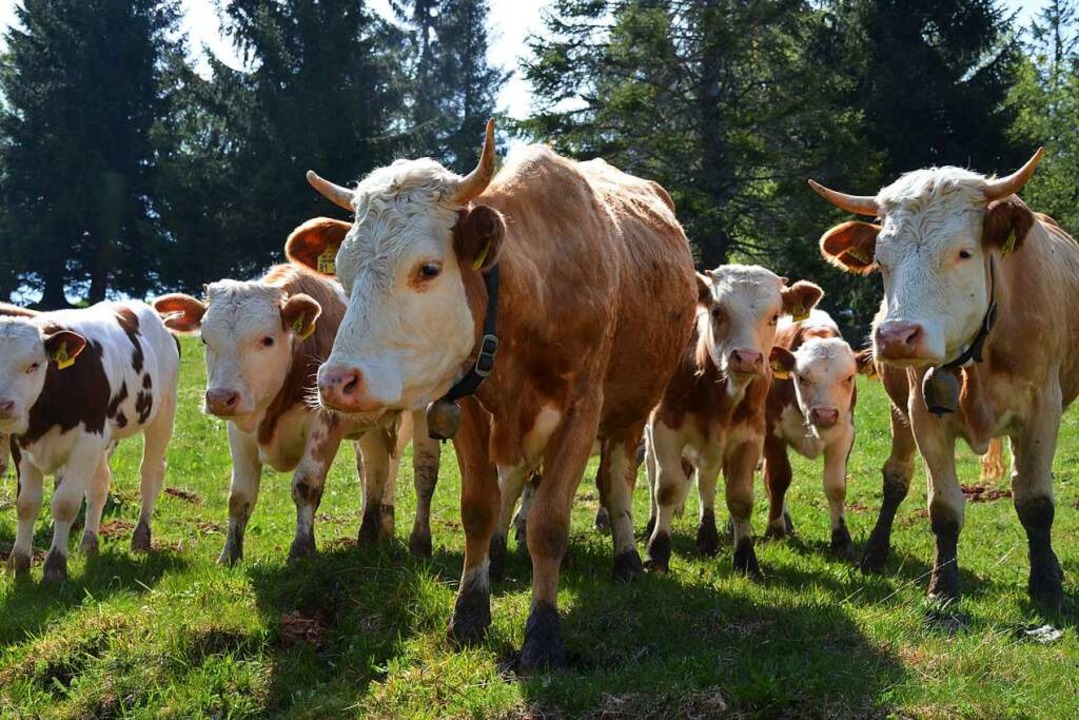 Das Hinterwälder Rind ist das kleinste Rind Mitteleuropas.  | Foto: Gabriele Hennicke