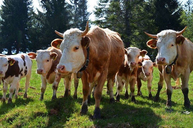 Das Hinterwlder Rind ist das kleinste Rind Mitteleuropas.  | Foto: Gabriele Hennicke
