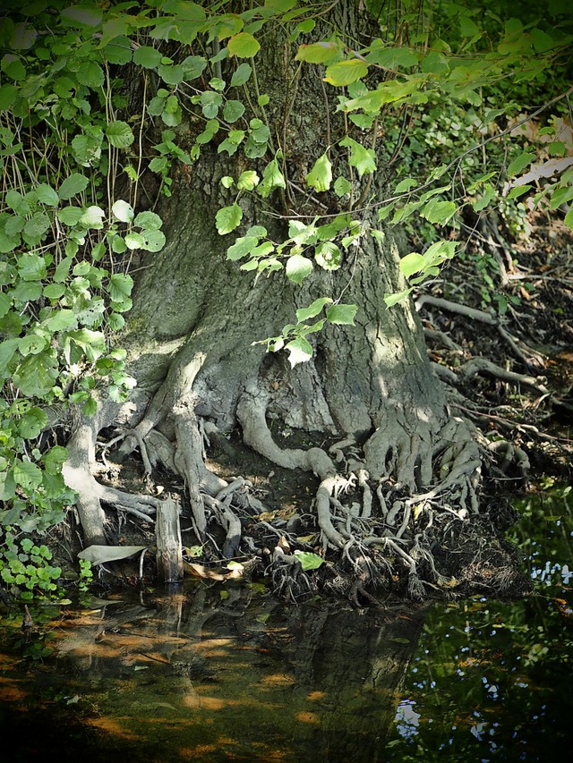 Was ist ein Baum? Charles Foster wrde hier viel mehr als eine Pflanze sehen   | Foto: Rita Reiser