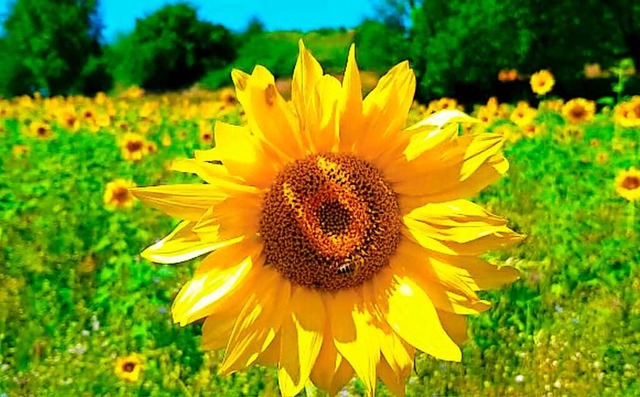 Blumen bekommen in diesem Jahr viel Sonne ab   | Foto: Patrick Ohnemus