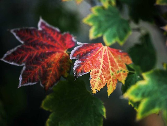 Die schnste Seite des Herbstes:Die V...etwa am Wein-Ahorn  (Acer Circinatum).  | Foto: Frank Rumpenhorst (dpa)