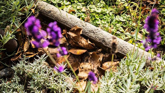 Bei Minusgraden dient Herbstlaub auf den Beeten als Schutz vor Frost.  | Foto: Christin Klose (dpa)