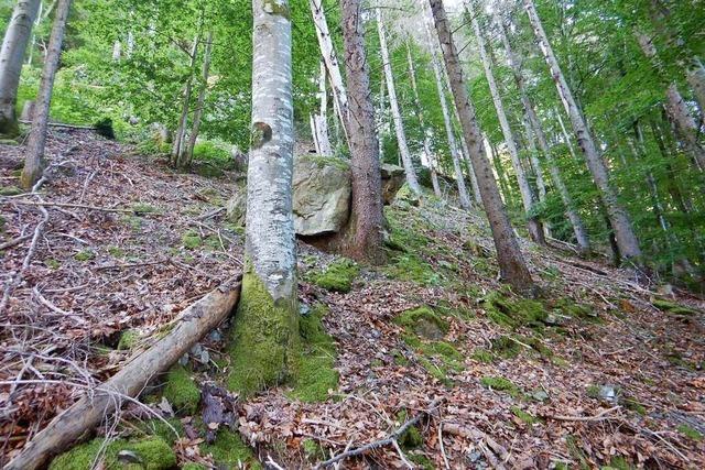 Felsblock oberhalb der B 317 bei Utzenfeld muss entfernt werden