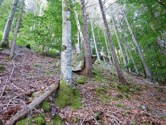 Ein Fels oberhalb der B317 gefhrdet bei Utzenfeld den Verkehr.  | Foto: Landesamt fr Geologie, Rohstoffe und Bergbau (LGRB) beim RP Freiburg