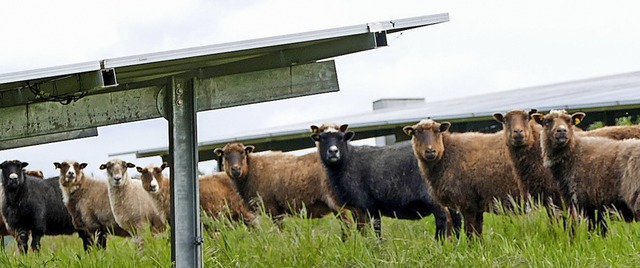 In Raitbach ist ein Solarpark mit Schafbeweidung geplant (Symbolbild).  | Foto: Dora Schls