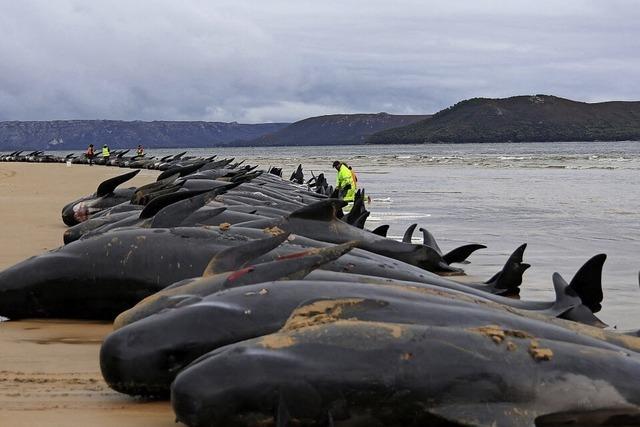 Wal-Kadaver sollen ins offene Meer