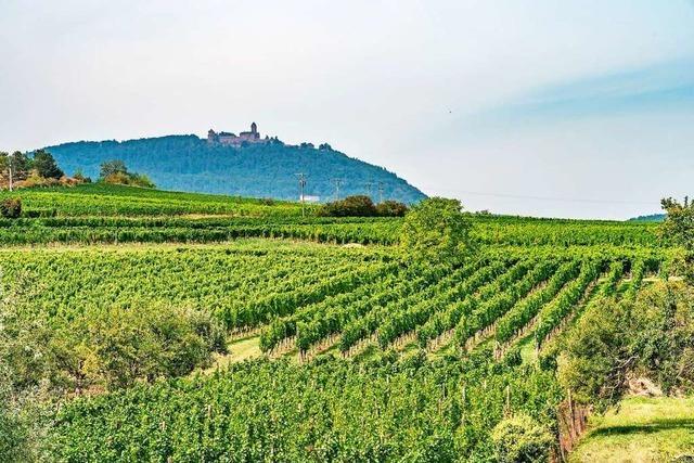 Auf Herbizide wird im elsässischen Weinbau jetzt häufiger verzichtet
