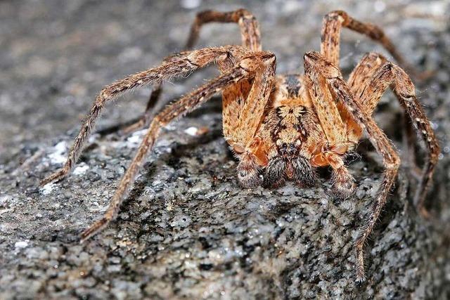 Rümminger Ehepaar hatte schon sechs Nosferatu-Spinnen im Haus