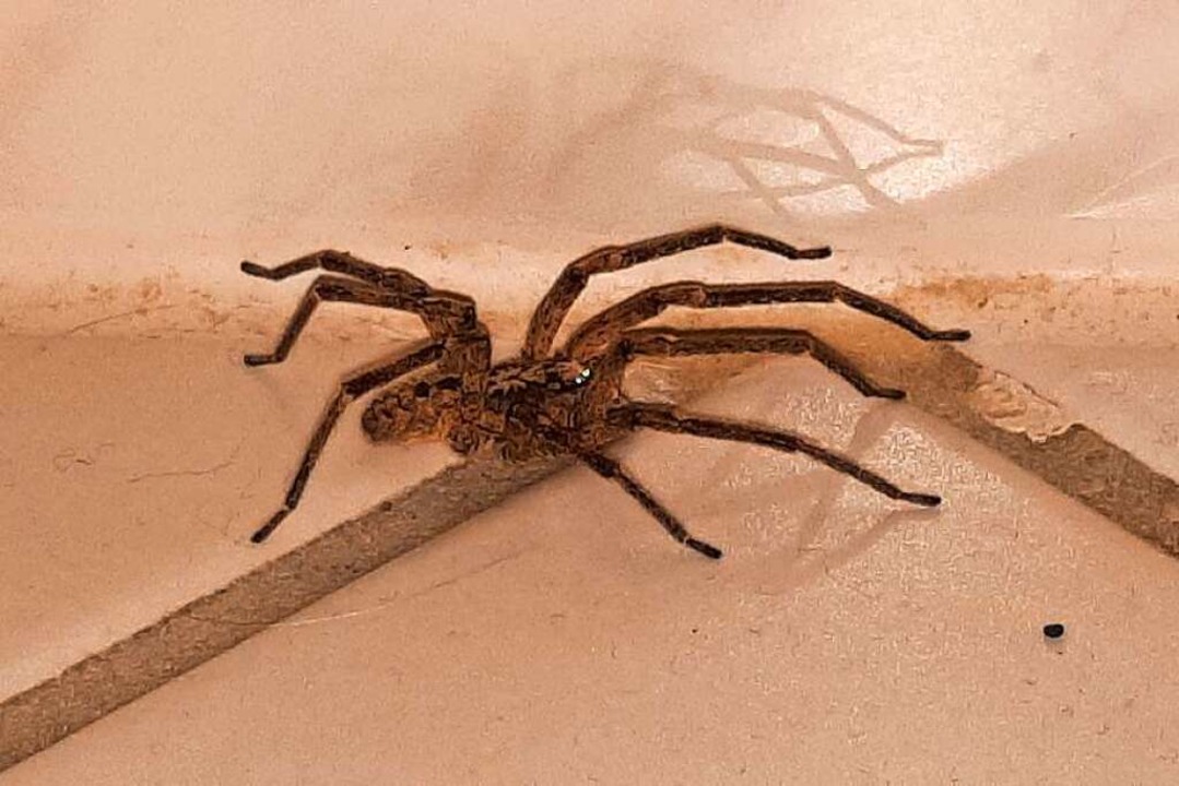 Dieses Foto zeigt eine der Spinnen, di...aar Barth in seinem Haus entdeckt hat.  | Foto: Ernst und Elisabeth Barth