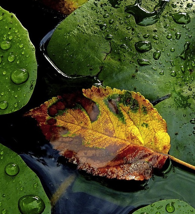Welkes Blatt im Wasser von Dorothea Nusser-Schtz  | Foto: Dorothea Nusser-Schz