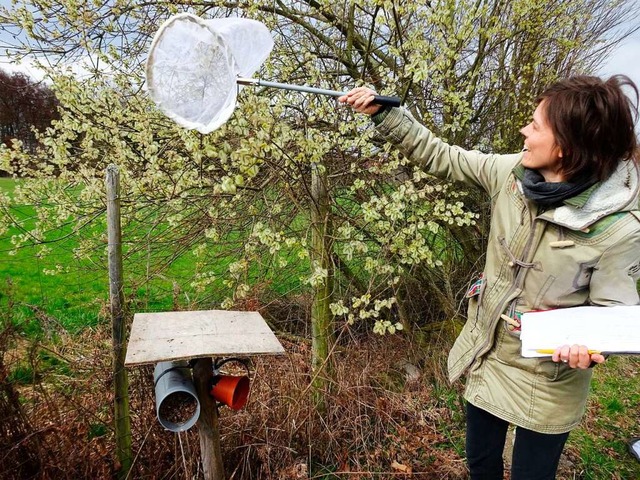 Vivien von Knigslw fngt nistende Wildbienen an einer der untersuchten Hecken.  | Foto: --- (dpa)