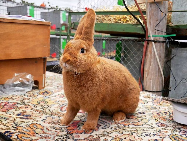 Ein Kaninchen prsentiert sich auf dem Richtertisch.  | Foto: Eva Korinth