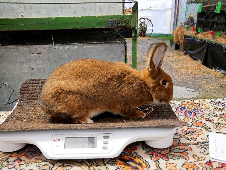 Mit 4,3 Kilogramm hat die Hsin ein perfektes Gewicht.  | Foto: Eva Korinth