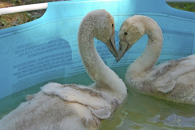 Manni und Peter haben im Garten der Fa...genen, mit Rheinwasser gefllten Pool.  | Foto: Petra Wunderle