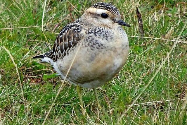 Zum Vogelzug auf den Feldberg