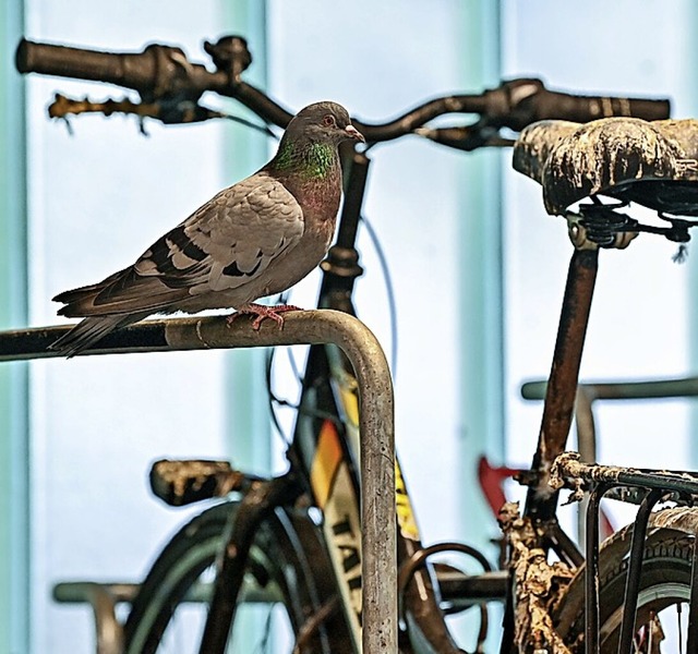 Tauben fhlen sich offensichtlich in der Stadt wohl.  | Foto: Patrick Pleul (dpa)