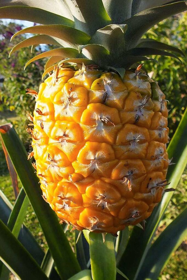 Allein schon optisch ein Genuss: die Mllheimer Ananas-Pflanze mit reifer Frucht  | Foto: Margot Meier