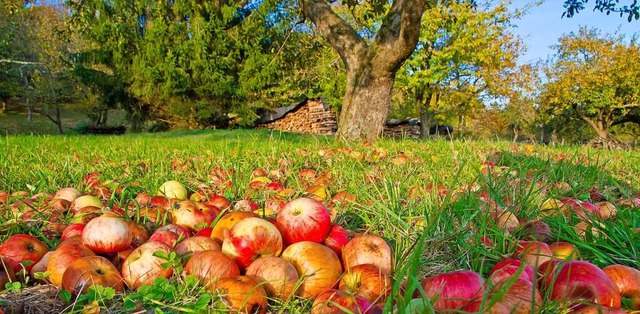 Jede Menge Fallobst sammelt sich im He...darf sie nicht zu lange liegen lassen.  | Foto: Jrgen Flchle (stock.adobe.com)