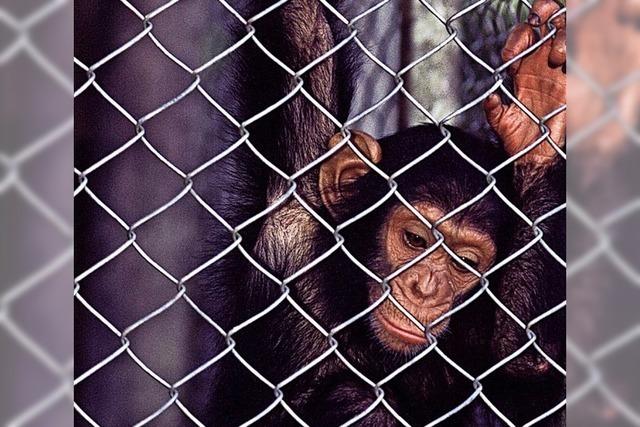 Entführer fordern Lösegeld für Schimpansenkinder