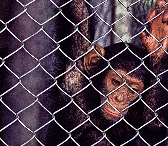 Schimpanse in Kfig von Wilderern  | Foto: imago stock&people