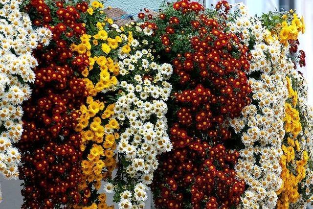 Chrysanthema: Ein Sparprogramm wäre kontraproduktiv