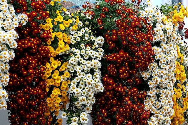 Nach zwei Jahren Pandemie-Pause sollen in Lahr wieder die Chrysanthemen blhen.  | Foto: Stadt Lahr