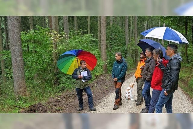 Holznutzung wird deutlich erhht