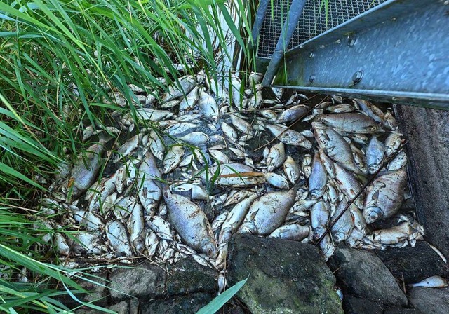 Tote Fische haben sich an einem Wehr i...r, auf der Wasseroberflche gesammelt.  | Foto: Patrick Pleul (dpa)