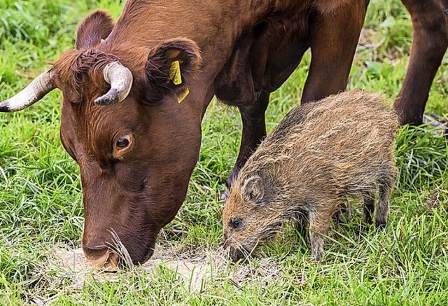 Wildschwein Frida mit Kuh  | Foto: Julian Stratenschulte (dpa)