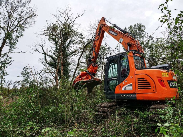 Derzeit wird Wald bei Nambsheim gerode...ein deutsch-franzsischer Gewerbepark.  | Foto: Patrick Kerber