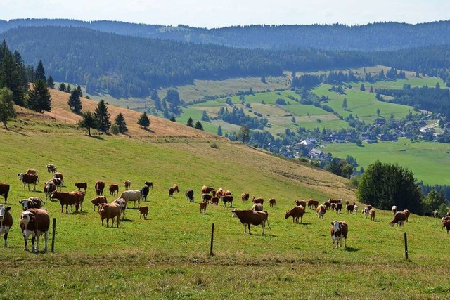 Rinder halten die Kulturlandschaft des...tung vom Biosphrengebiet untersttzt.  | Foto: Gabriele Hennicke