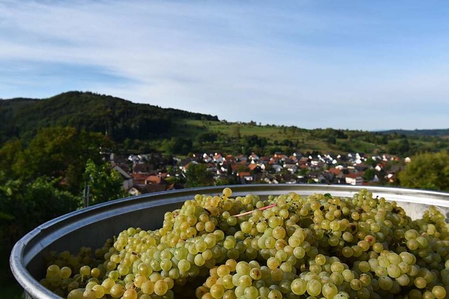 Traubenernte: Blick aus dem Weinberg auf Mnchweier  | Foto: Silke Kohlmann