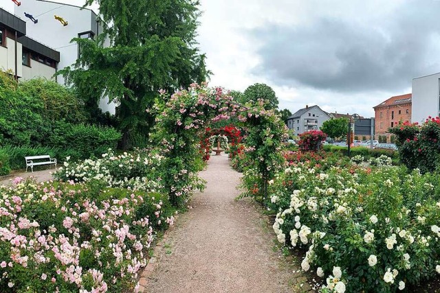 Ein wunderbares brgerschaftliches Projekt: die Pflege des Rosengartens  | Foto: Helmut Seller