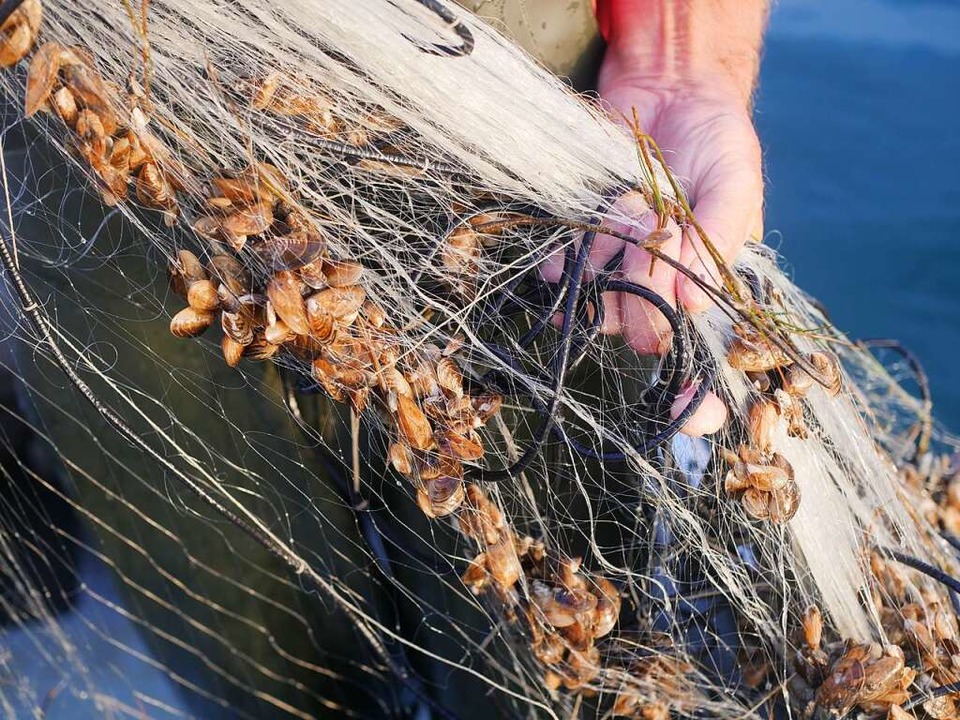 Quaggamuscheln in einem Fischernetz.  | Foto: Sarah Nägele
