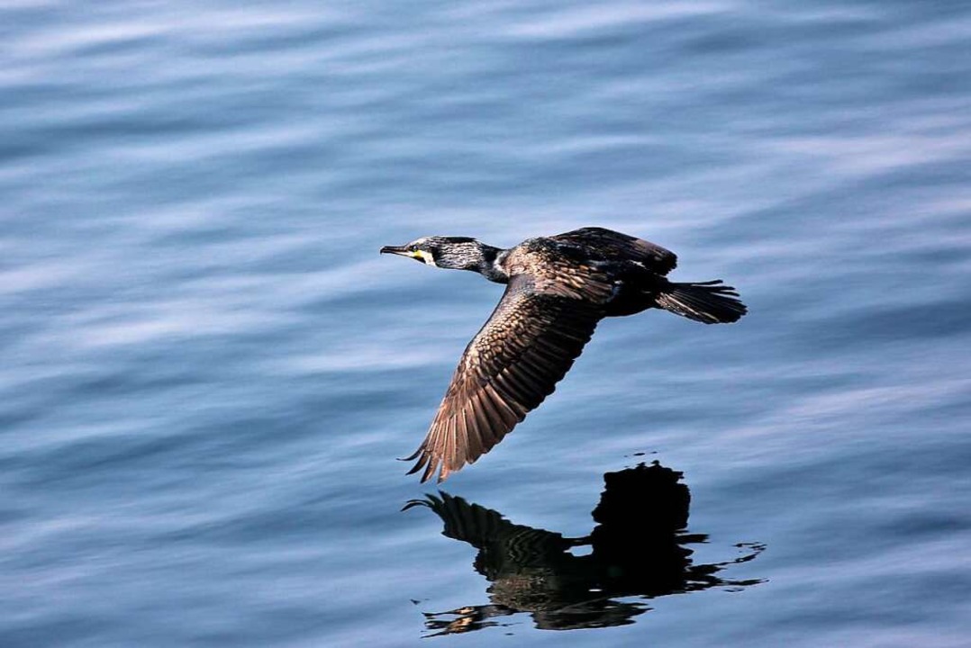 Der Kormoran setzt Fischen aus der Luft zu.  | Foto: Sieghart Mair