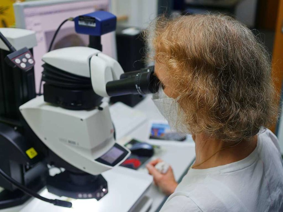 Biologin Petra Teiber-Sießegger betrachtet eine Muschel unterm Mikroskop.  | Foto: Sarah Nägele