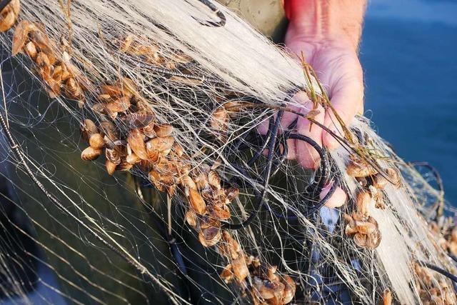 Die invasive Quaggamuschel verbreitet sich rasant im Bodensee