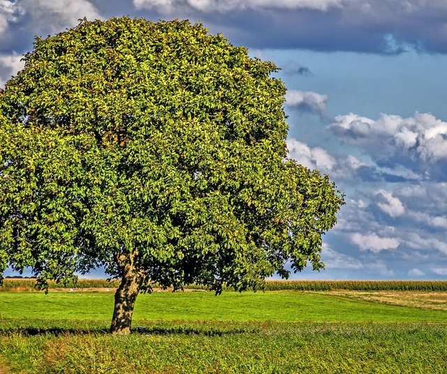 Alleinstehend, aber nicht automatisch ...m Sammeln freigegeben: ein Walnussbaum  | Foto: ines39 (stock.adobe.com)