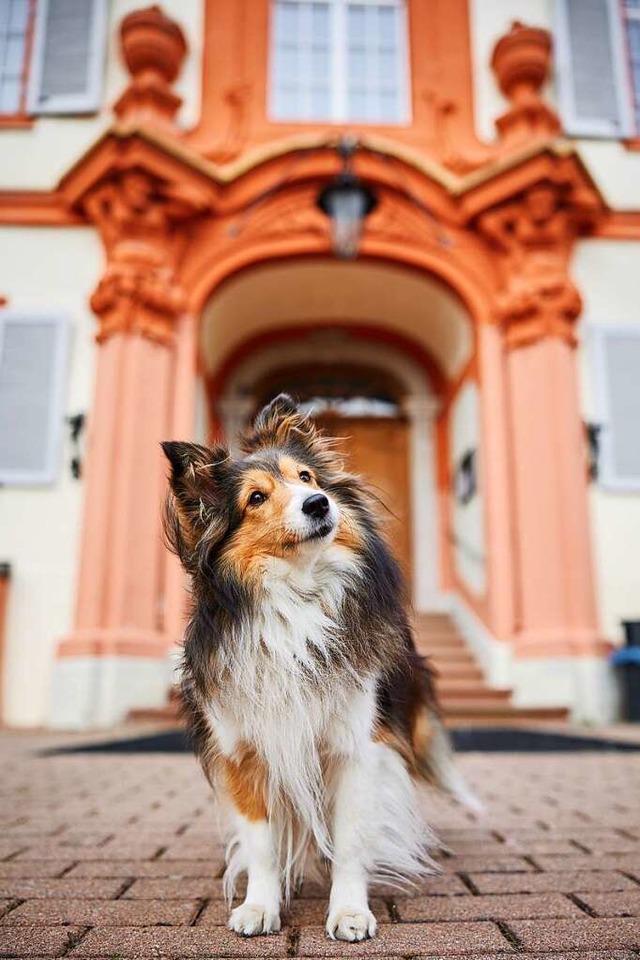 Auf Schloss Beuggen standen die Vierbeiner im Mittelpunkt.  | Foto: Raphaela Schiller