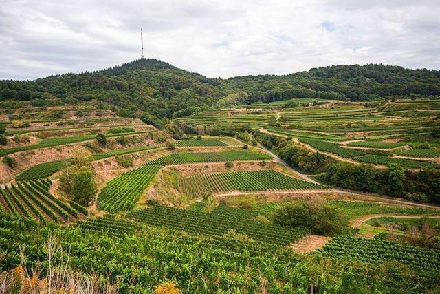 Lsshohlwege am Kaiserstuhl wurden einst zugeschttet – heute sind sie geschtzt