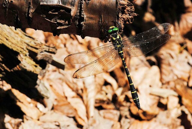 Eine Libelle der Art Gestreifte Quellj...lbach in einem Waldstck bei Tbingen.  | Foto: Bastian Kathan (dpa)