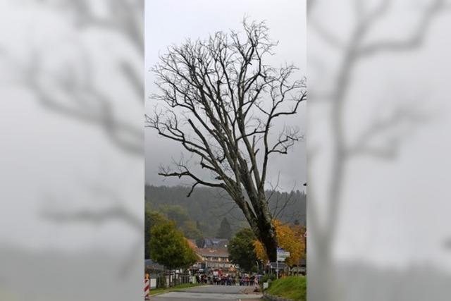 Der 151 Jahre alte Friedensbaum fllt