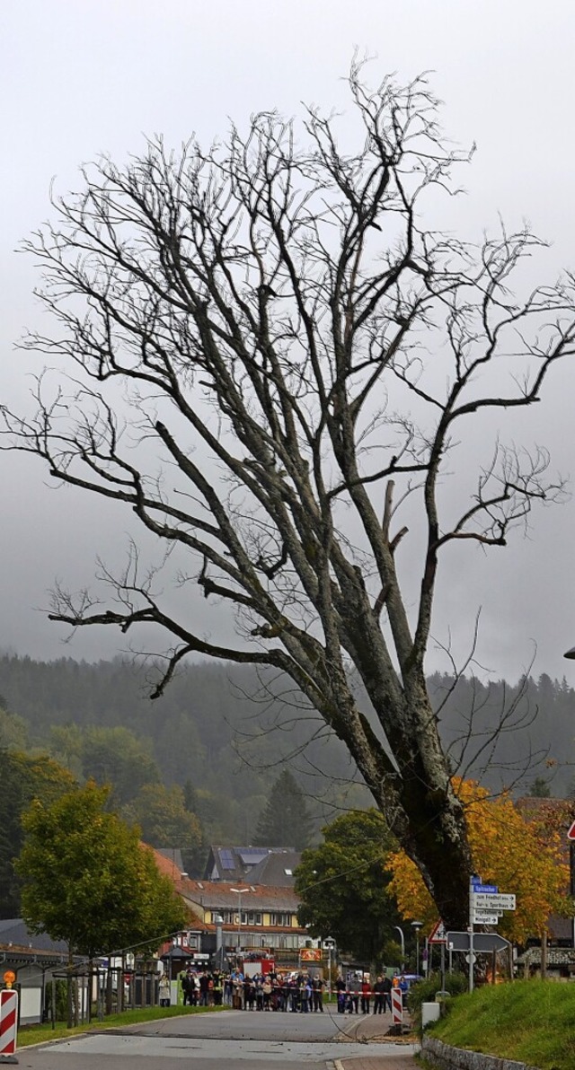 Baum fllt: 151 Jahre stand die Ulme i... der abgestorbene Baum gefllt werden.  | Foto: Christiane Sahli