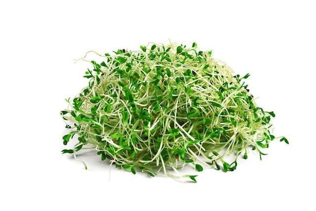 Die Alfalfa ist eine gesunde Minipflanze