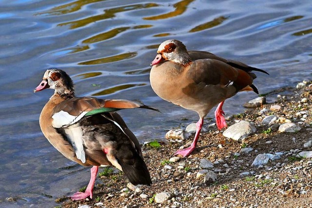 Am Dietenbachsee sind Nilgnse inzwischen ein alltglicher Anblick.  | Foto: Thomas Kunz