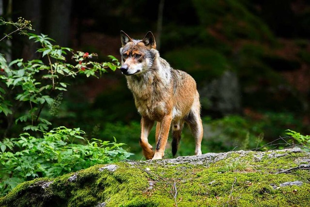 Ein Wolf (Symbolbild)  | Foto: Georg Pauluhn (IMAGO)