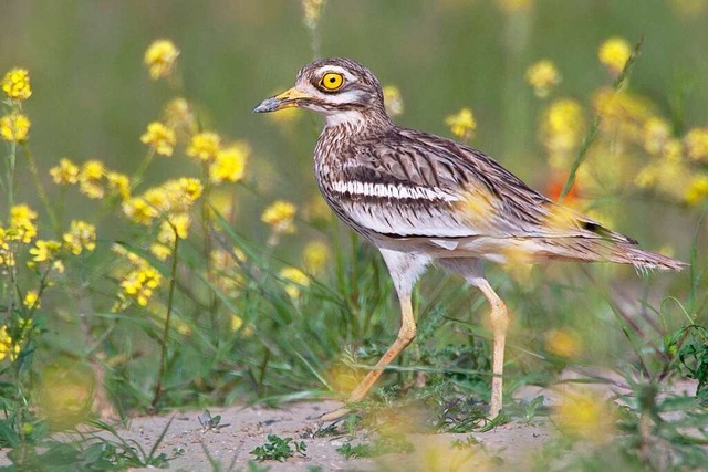 Der Triel galt als ausgestorben, nun brtet der Vogel wieder in der Region.  | Foto: Ingo Seehafer