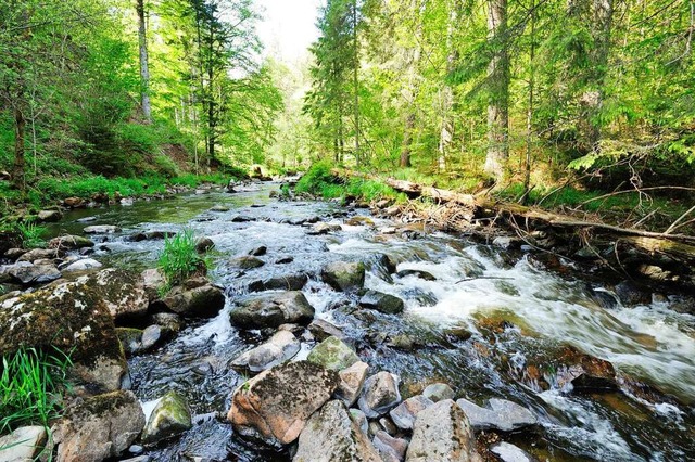 In der Wutachschlucht endet ein  harmonisches Wanderjahr.  | Foto: Martin Schwenninger