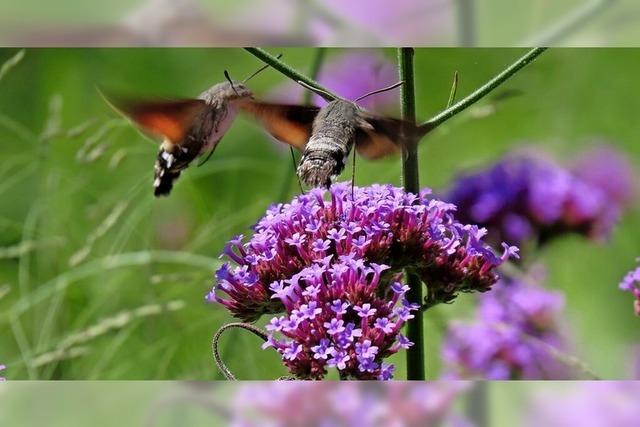 Taubenschwnzchen im Garten