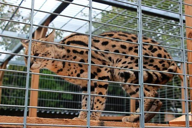 Serval kann bei der Tierhilfs- und Rettungsorganisation in Ichenheim nun auch an die frische Luft